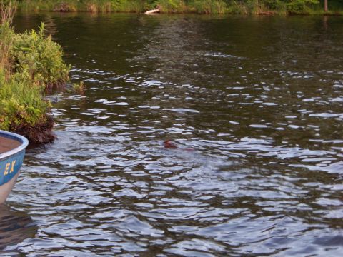 1996 Ford F-150 - A boat floats on the water near a grassy bank, with a dark object visible in the water.