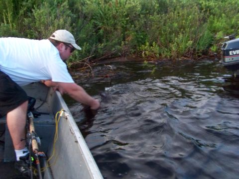1996 Ford F-150 - A person in a boat reels in a fish near an outboard motor, surrounded by vegetation.