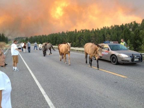 2006 Ford E350 - Horses are being moved off a road near a wildfire, with a sheriff's vehicle present.