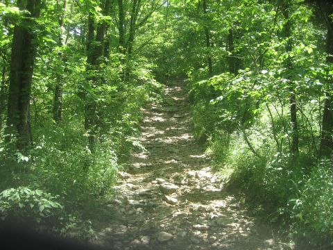 1987 Jeep Comanche - A rough, unpaved path winds through a dense forest under a canopy of green leaves.