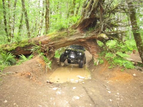 1974 Ford Bronco - Off-road vehicle drives through mud under a fallen tree in a wooded area.