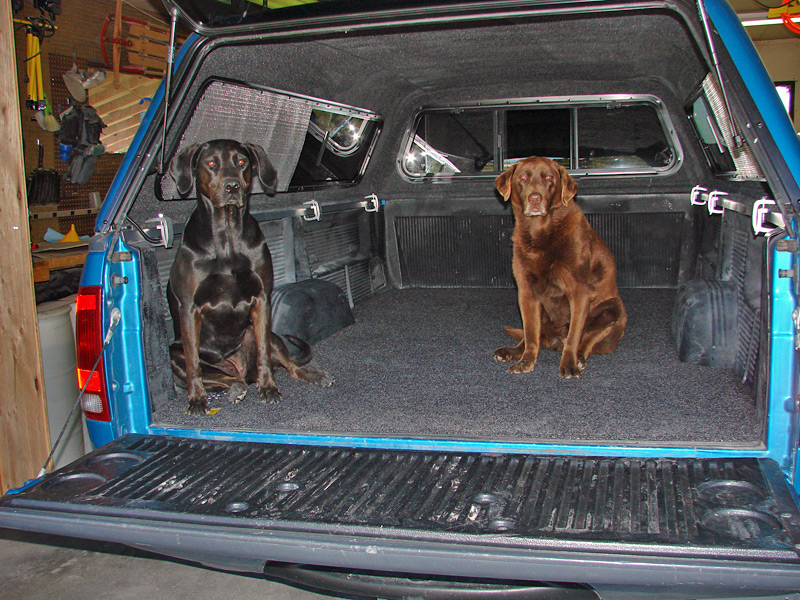 Blue pickup with canopy, tailgate down, two Labs sitting in carpeted bed in a garage