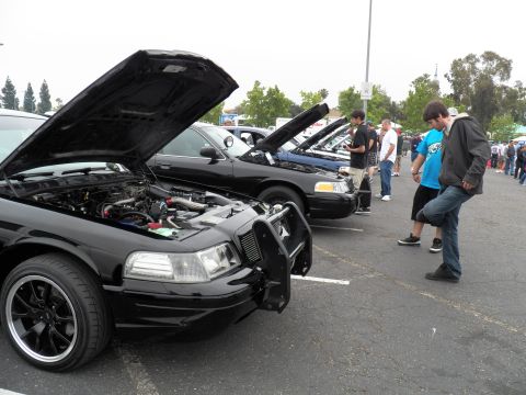 2003 Ford Crown Victoria - Black Crown Victorias parked with hoods up while attendees inspect the engine bays.
