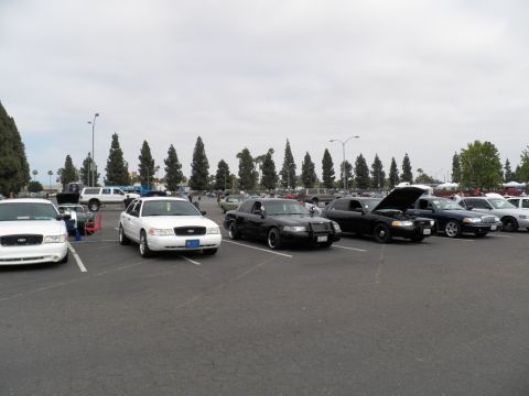2003 Ford Crown Victoria - Several Crown Victoria Police Interceptors, some with open hoods, parked before a line of tall trees