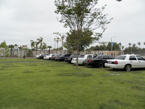 2003 Ford Crown Victoria - Mixed silver, white and black full-size sedans parked in a row with palm trees and wall behind