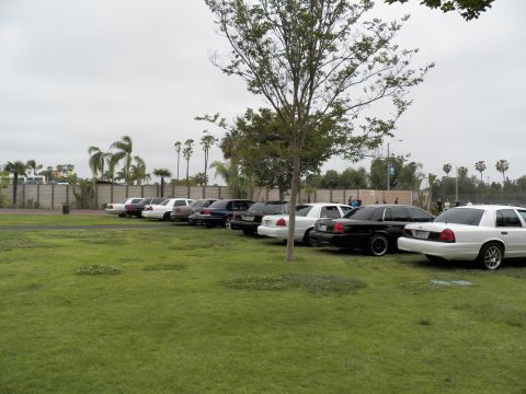 2003 Ford Crown Victoria - White and black Crown Victoria-style sedans lined up on a lawn, palms and perimeter wall behind