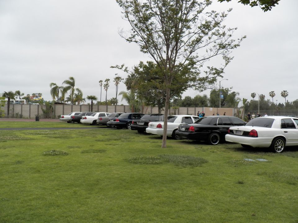 Row of full-size Ford sedans parked on grass with a tree in foreground