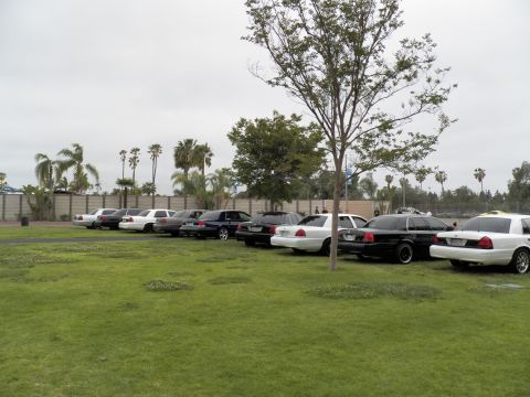 2003 Ford Crown Victoria - Long row of Crown Victoria sedans on a green field, palm trees and wall in background