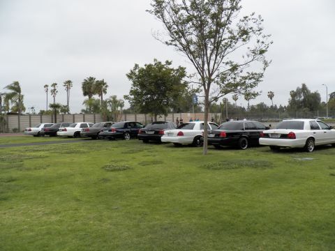 2003 Ford Crown Victoria - Black and white full-size sedans lined on grass beside a path with palms behind