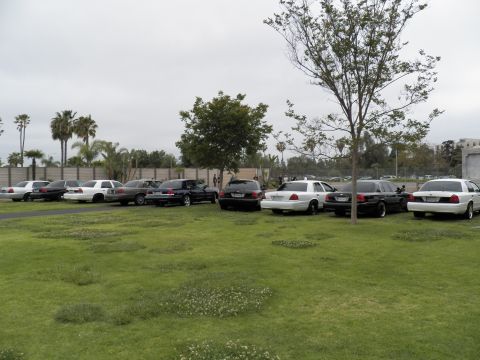 2003 Ford Crown Victoria - Mixed silver, white and black full-size sedans on a lawn with weedy patches in foreground