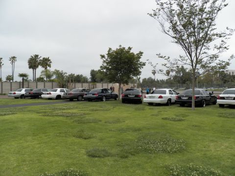 2003 Ford Crown Victoria - White and black sedans along a lawn edge with palms and a fence behind under overcast sky