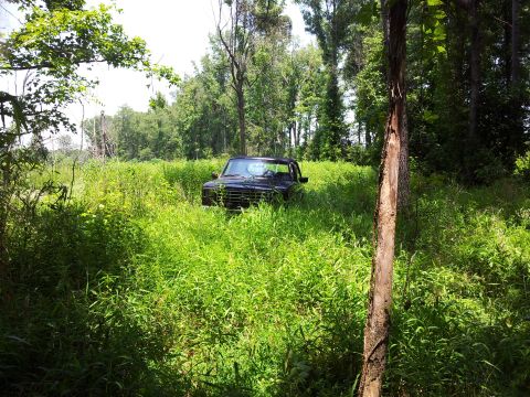 1986 Ford Bronco - A black Ford Bronco sits partially obscured by tall grass in a wooded area, viewed from the front.