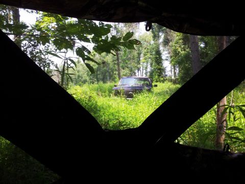 1986 Ford Bronco - A dark SUV is partially obscured by tall grass and foliage, viewed from a concealed position.