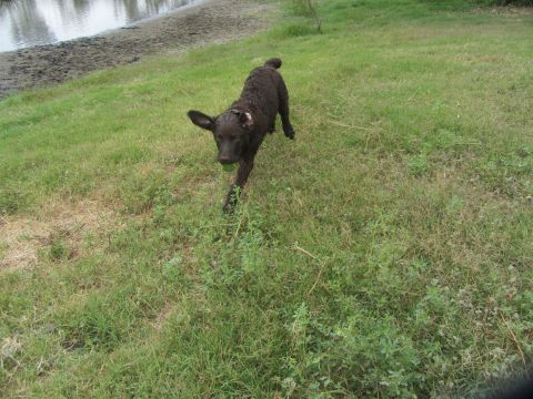 1968 Ford Mustang - A black dog is captured mid-stride, carrying a ball, as it runs across a grassy field next to a calm body of water.
