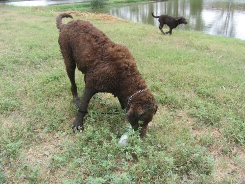 1968 Ford Mustang - Two dogs explore the grassy area near the water's edge on a sunny day.