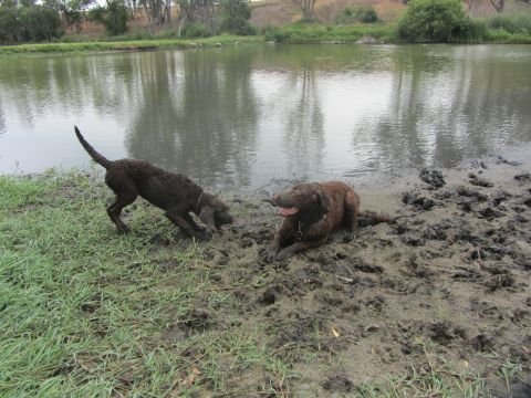 1968 Ford Mustang - Two dogs enjoy a muddy playtime by the water's edge on a cloudy day.
