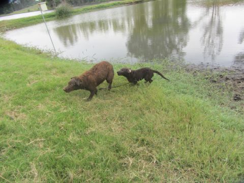 1968 Ford Mustang - Two dogs explore the grassy area next to a body of water.