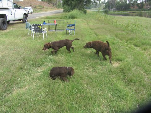 1968 Ford Mustang - Three dogs explore a grassy area next to a body of water, with camping gear and a truck nearby.