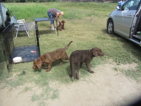 1968 Ford Mustang - A silver van is parked on a grassy area with two brown dogs nearby and a woman interacting with a third dog.