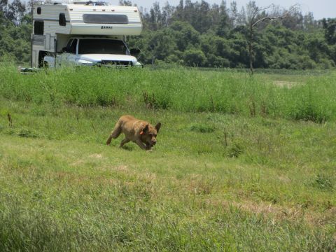 1968 Ford Mustang - A dog runs through a field of tall grass with a camper truck in the background.