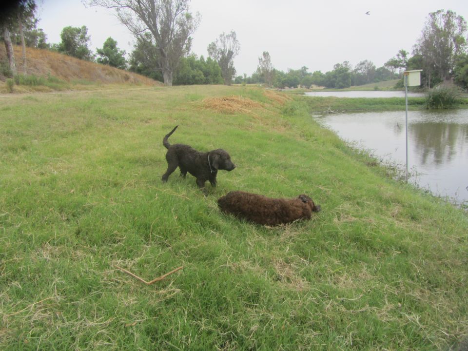 Two dark-colored dogs on a grassy slope next to a lake under an overcast sky