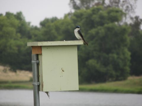 1968 Ford Mustang - A bird rests on top of a birdhouse, with trees and water in the background.