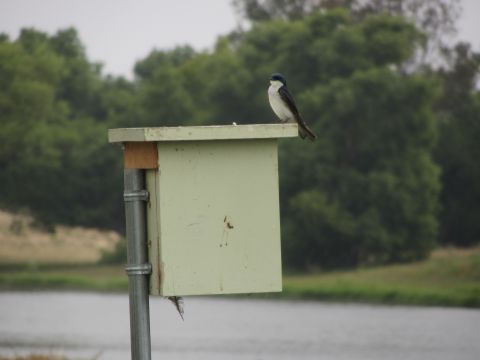 1968 Ford Mustang - A bird rests on a birdhouse near a body of water with trees in the distance.