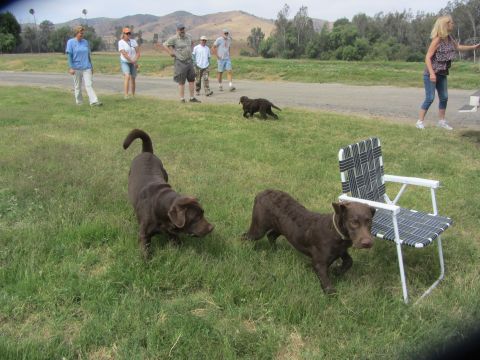 1968 Ford Mustang - A group of people and several dogs are gathered in a grassy outdoor area with hills in the background.