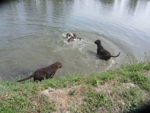 1968 Ford Mustang - Several brown dogs are enjoying a swim in a body of water on a sunny day.
