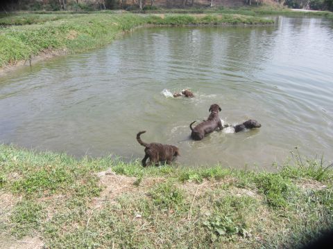 1968 Ford Mustang - A group of dogs enjoys a refreshing swim in a pond, splashing and playing in the water under the warm sun.