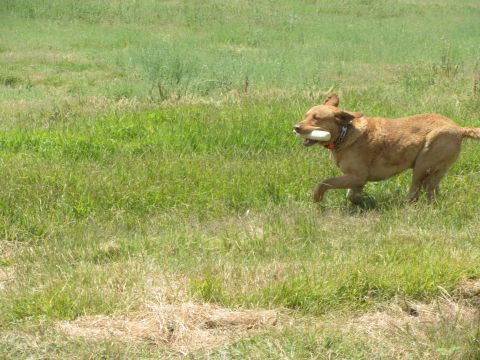 1968 Ford Mustang - A dog carries a bone while running through a field of green grass.