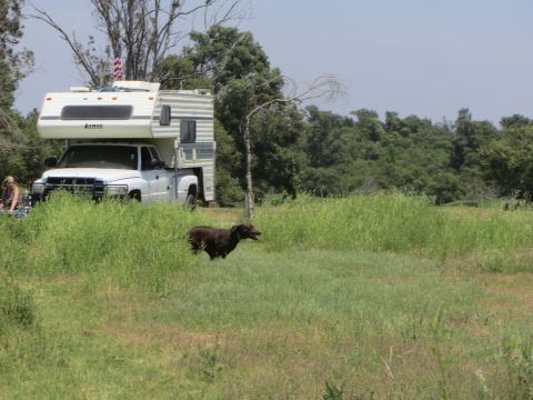 1968 Ford Mustang - A white pickup truck with a camper shell is parked in a field with tall grass, a dog is in the foreground.
