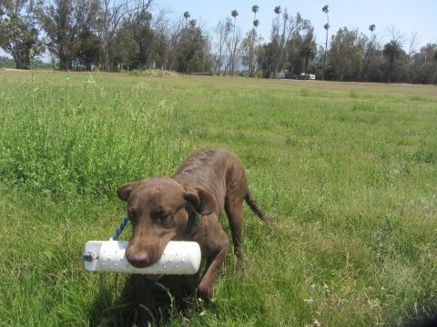 1968 Ford Mustang - A brown dog walks through a grassy field with a white training dummy in its mouth.