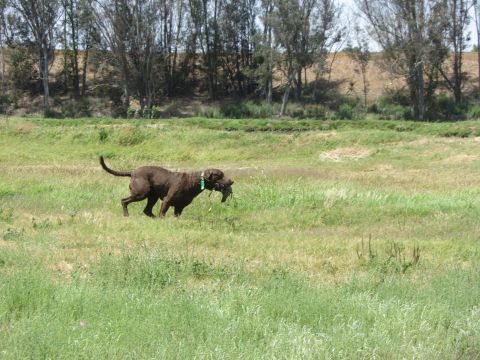 1968 Ford Mustang - A chocolate Labrador retriever carries its catch through a field of tall grass.