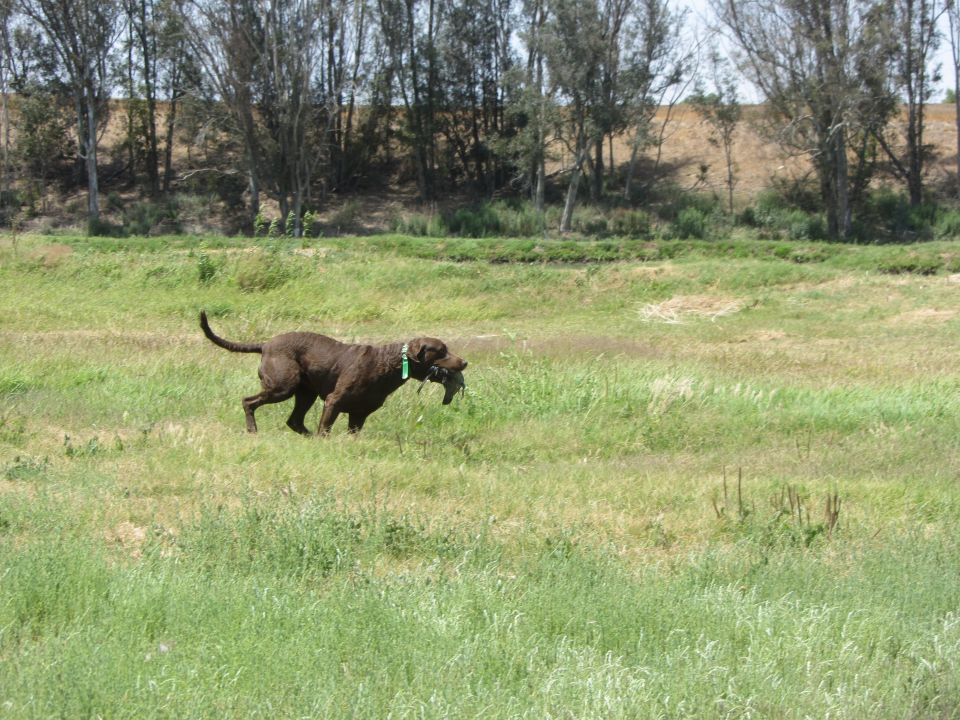 Chocolate lab with green collar carrying a duck in its mouth, walking through a grassy field with trees in the background
