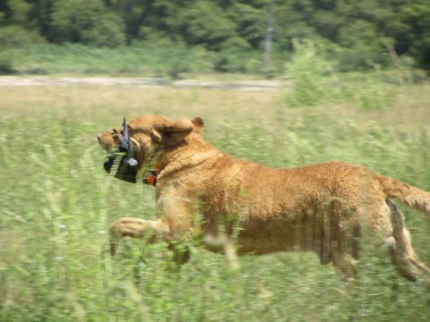 1968 Ford Mustang - A dog runs through a grassy field with a bird it has retrieved.