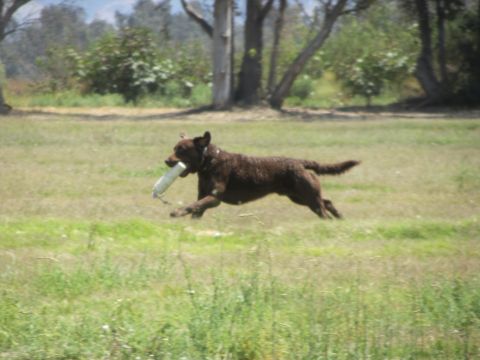 1968 Ford Mustang - A brown dog is captured mid-stride as it runs through a grassy field, carrying a white object.
