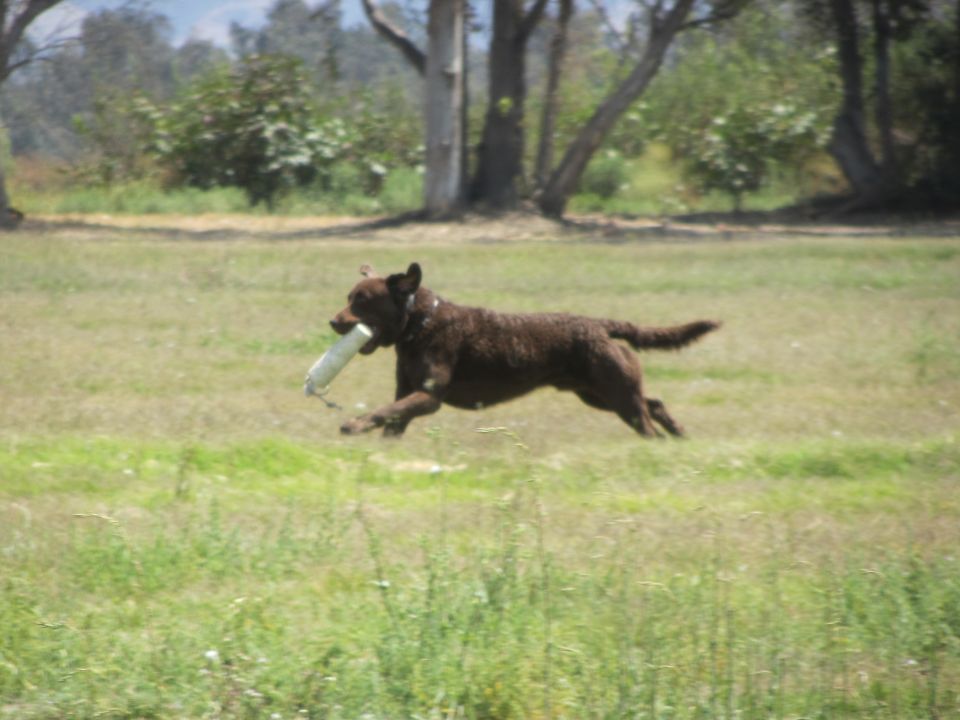 Brown dog running across a grassy field with a white object in its mouth