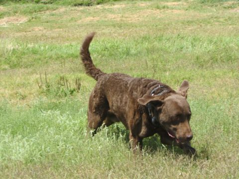 1968 Ford Mustang - A brown dog with a curled tail runs through a field of green grass.