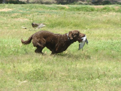 1968 Ford Mustang - A brown dog runs through a field of grass, carrying a bird in its mouth.