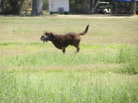 1968 Ford Mustang - A brown dog is captured mid-stride, carrying a bird in its mouth across a sunlit grassy field.