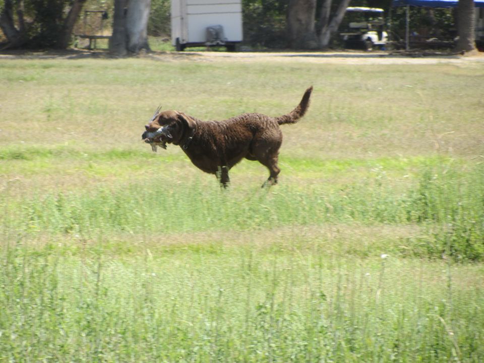 Brown dog running with a bird in its mouth in a grassy field