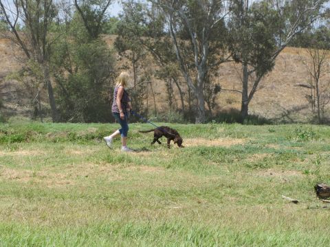 1968 Ford Mustang - A woman walks her dog through a dry, grassy field under a bright sky.