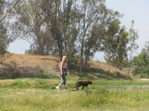 1968 Ford Mustang - A woman walks her dog through a sunlit field with trees and a pond in the background.