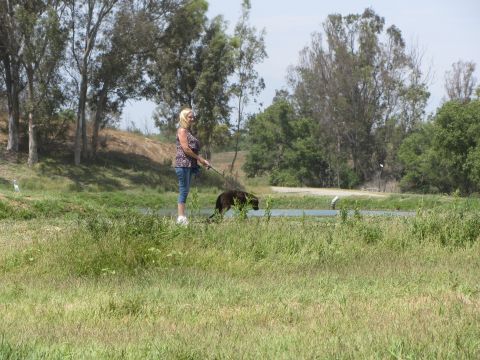1968 Ford Mustang - A woman and her dog are out for a walk in a grassy, natural area with trees and water.