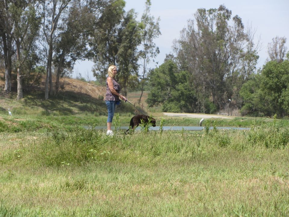 Woman on a leash walks a dark-colored dog near a body of water with trees in the background