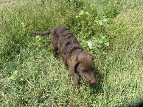 1968 Ford Mustang - A young brown dog explores a grassy field on a sunny day.