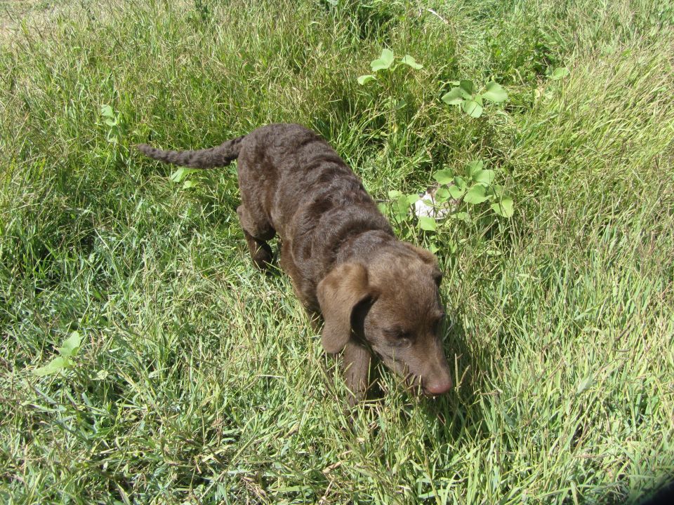 Brown dog walking through tall grass