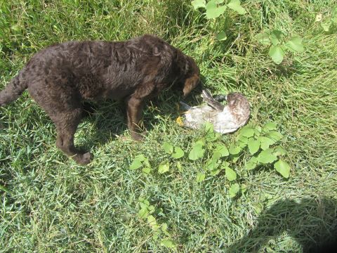 1968 Ford Mustang - A brown dog investigates a dead bird in a grassy field.