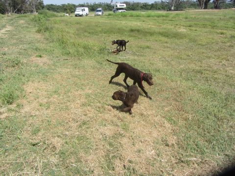 1968 Ford Mustang - Dogs playing in a field with RVs in the distance.